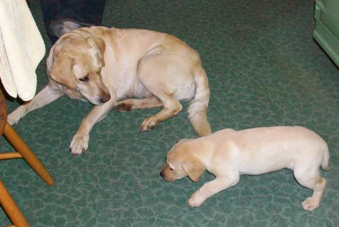 Ellie our noe labrador pup at Cornhills farm