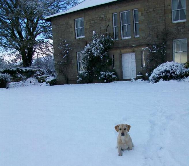 Ellie our new labrador pup at Cornhills farm