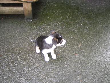 Nell at Cornhills farm