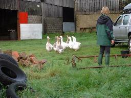 Geese in the front field at Cornhills Farmhouse.