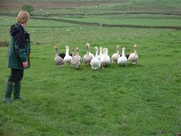 Geese in the front field at Cornhills Farmhouse.