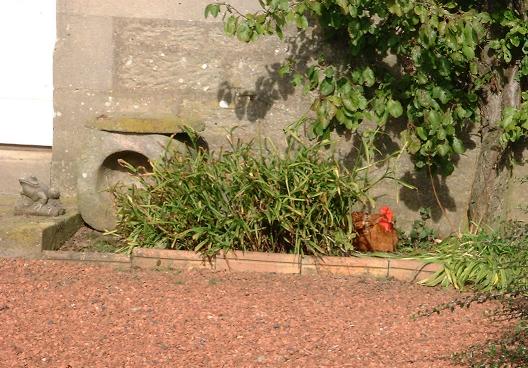 Hen in the front garden at Cornhills Farmhouse.