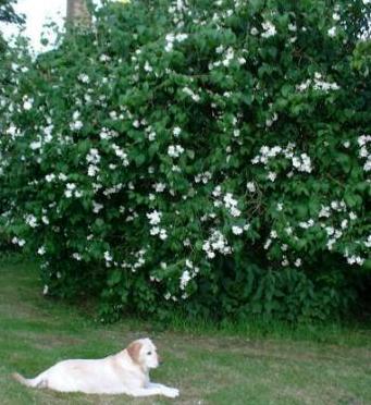 Northumberlandfarmhouse mock orange