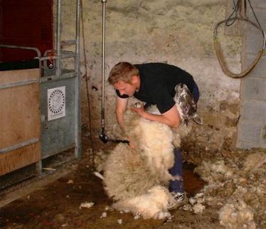 Northumberlandfarmhouse SHEARING