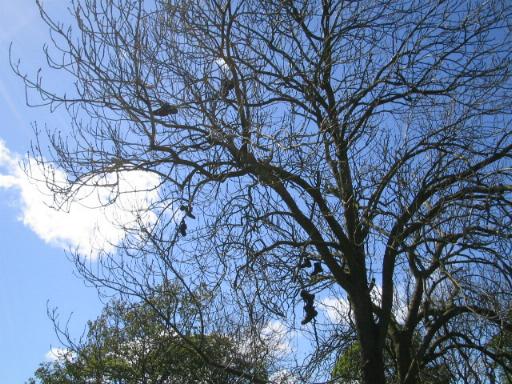 shoe tree as you approach Cornhills Farmhouse.