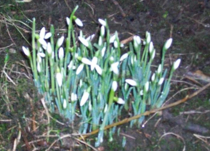 Snowdrops in the garden at Cornhills farmhouse