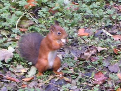 Squirrel in front of the hide at Wallington Hall.