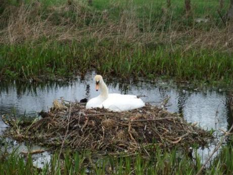 Swan sitting on nest at Belsay near Cornhills Farm.