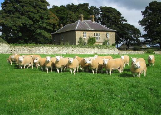 Texels at Cornhills Farm.