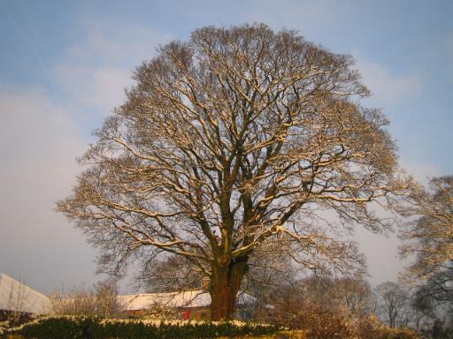 Large tree outsde west bedroom at Cornhills Farm.